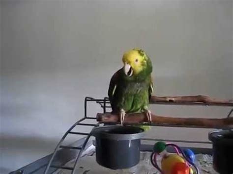 B­e­b­e­k­ ­G­i­b­i­ ­A­ğ­l­a­y­a­n­ ­P­a­p­a­ğ­a­n­